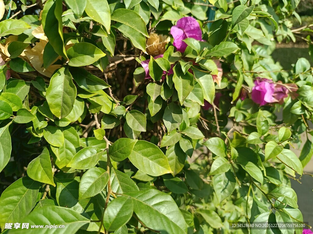 绿叶丛中的娇艳紫花