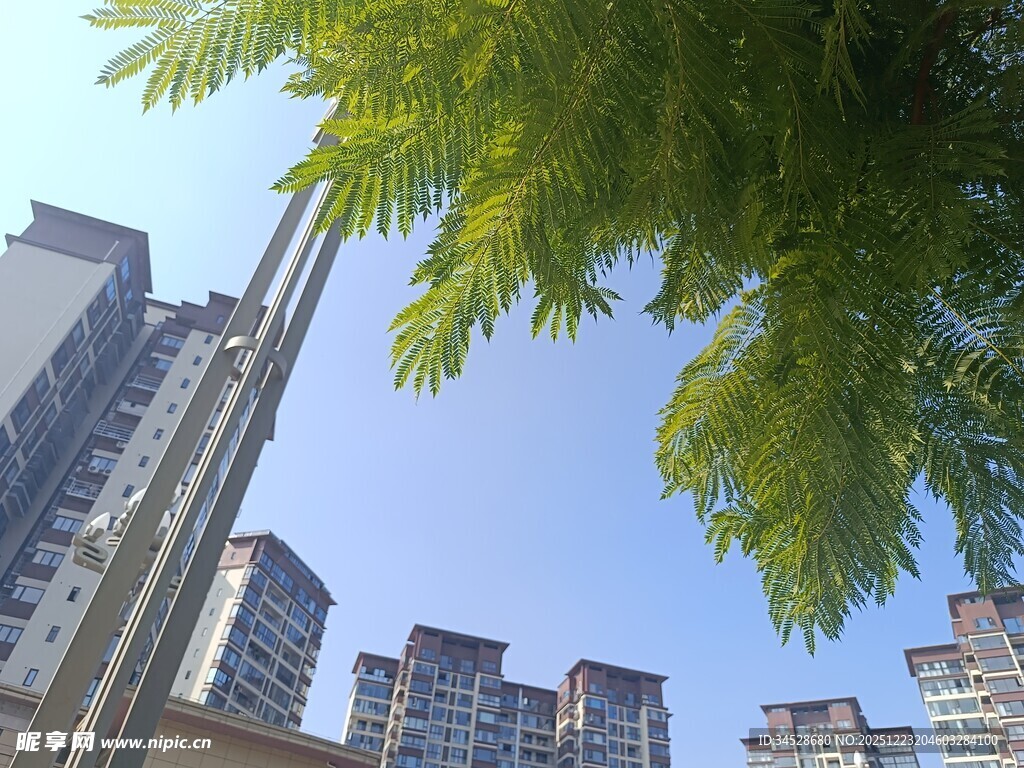 绿树掩映下的城市高楼