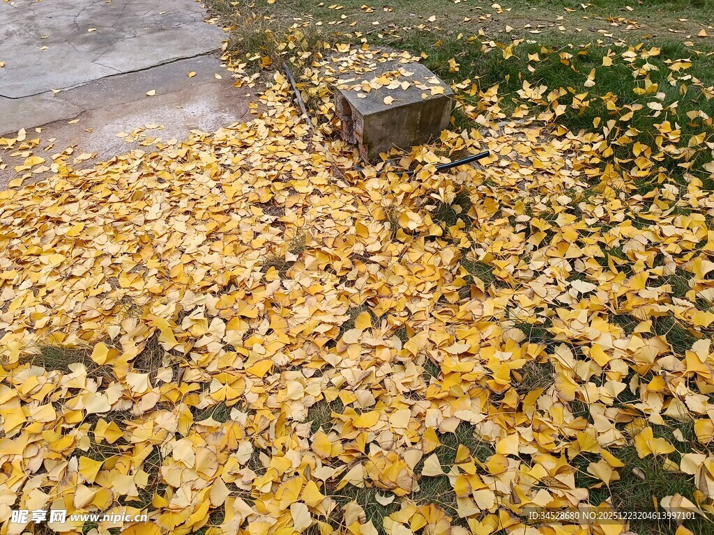 地面铺满金黄落叶景象