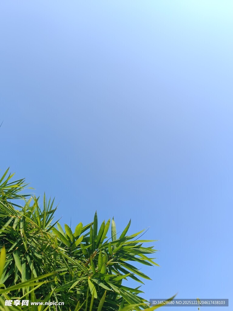 蓝天映衬下的翠绿竹叶