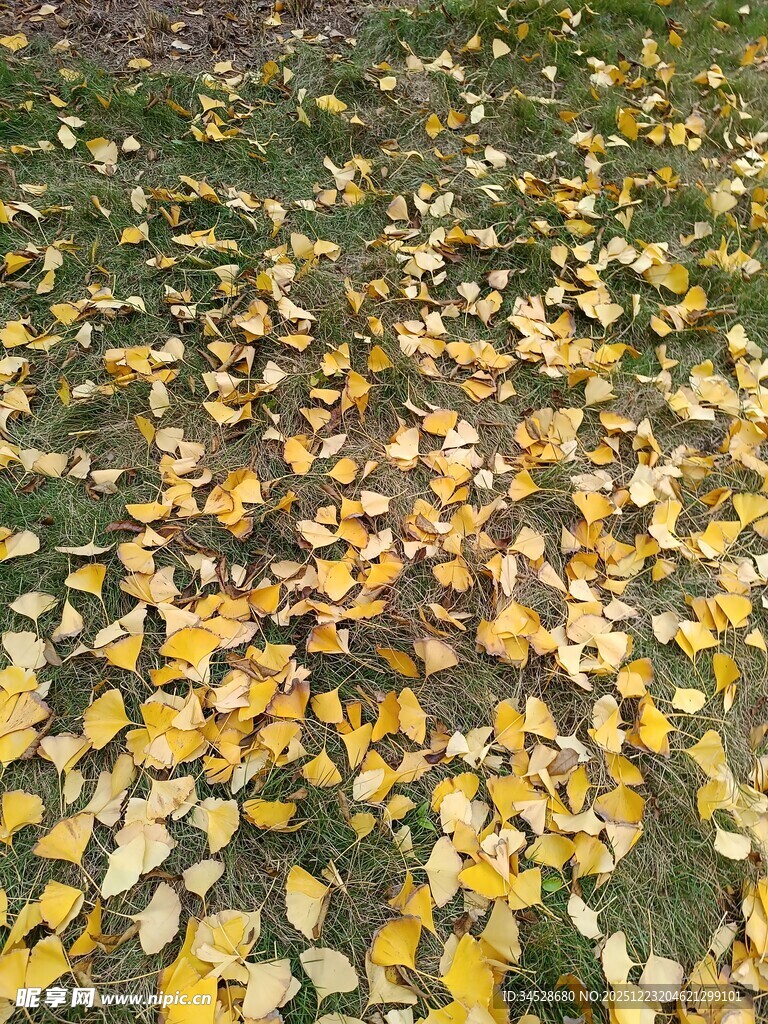 秋日落叶铺满草地的美景