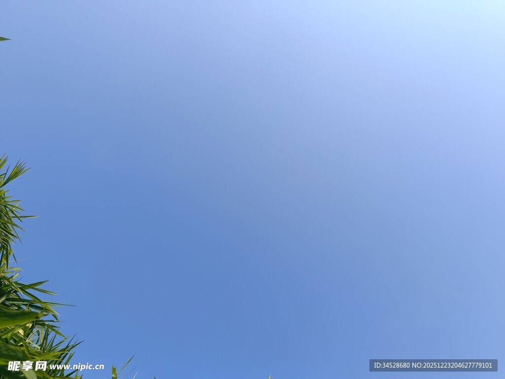 蓝天与绿植的清新景致