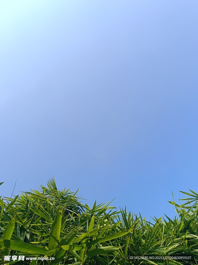 蓝天映衬下的翠绿植物