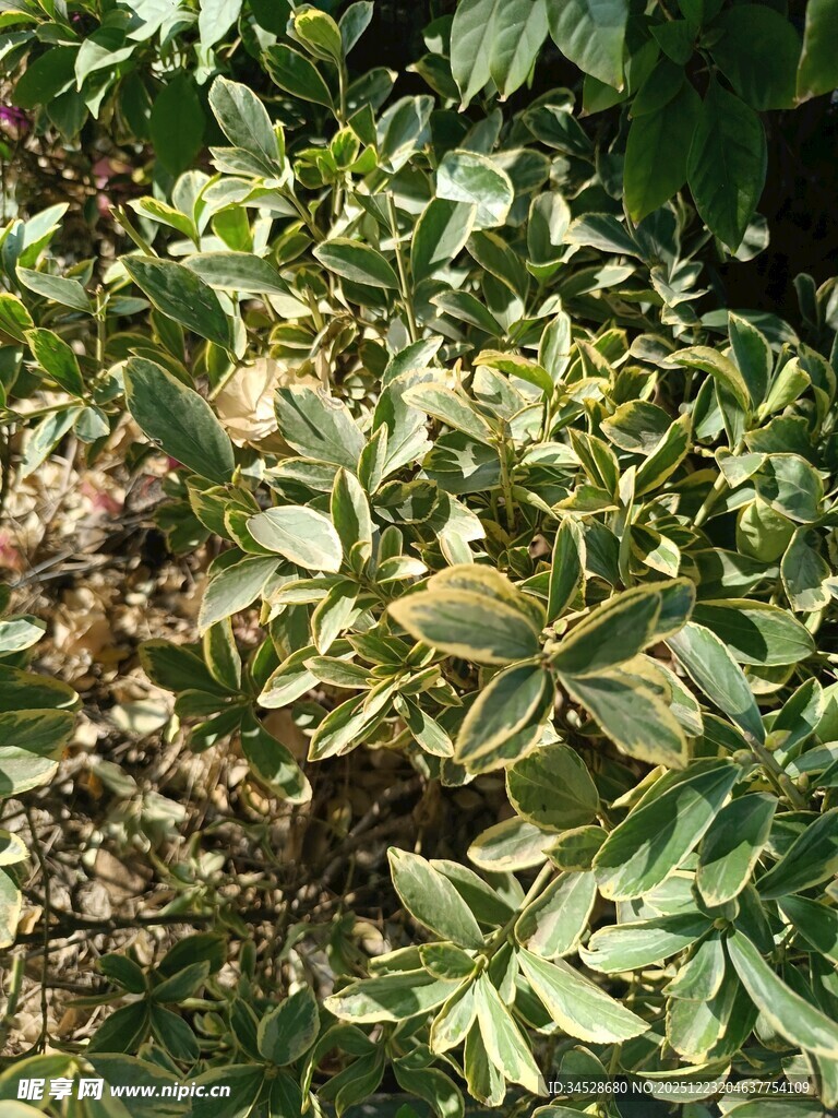 绿叶繁茂的植物景象