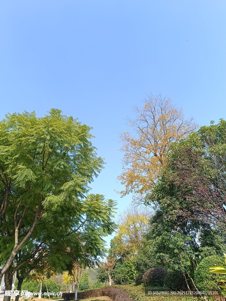 秋日公园绿树蓝天景致