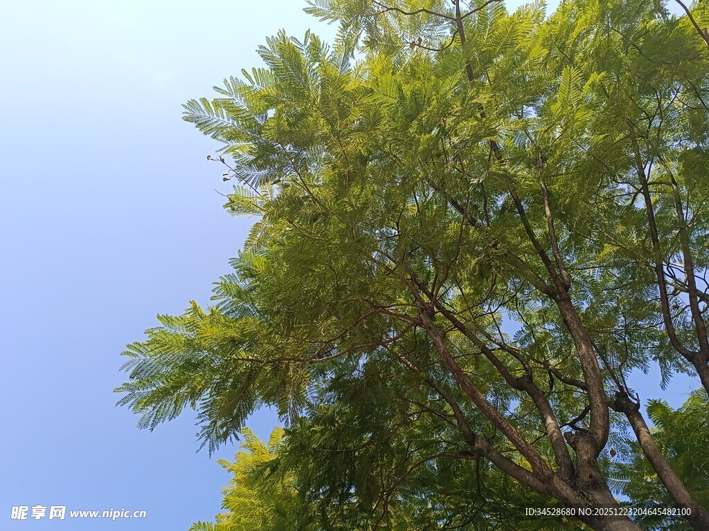 蓝天映衬下的葱郁树木