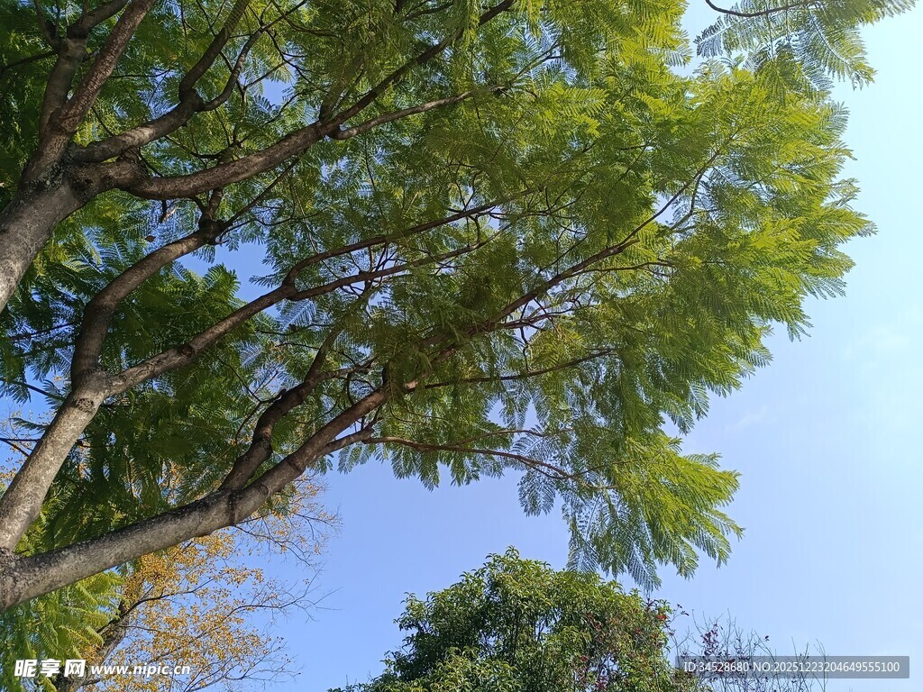 仰视葱郁树木蓝天