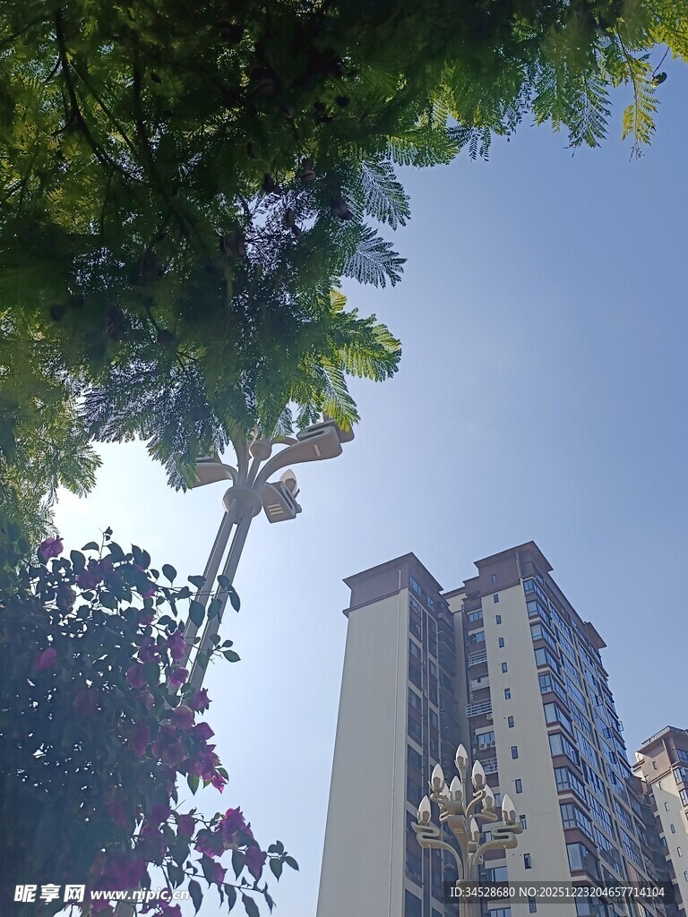 高楼旁的绿树蓝天景致