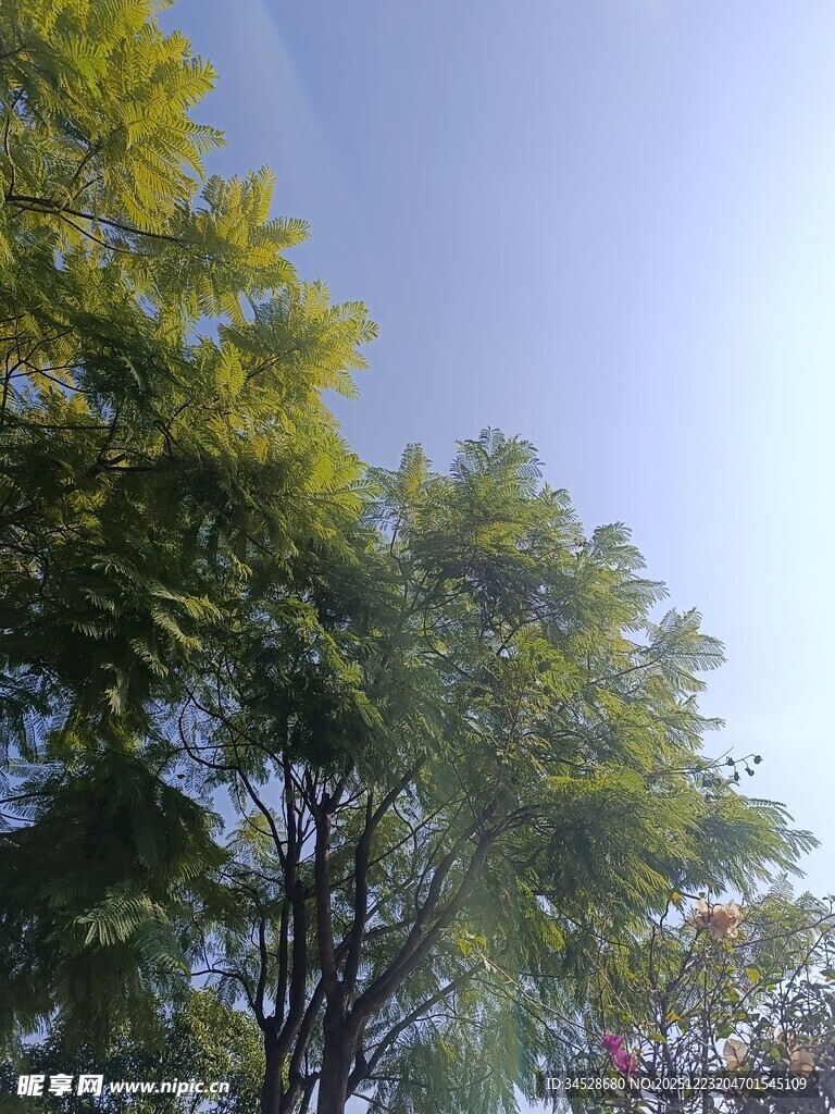 蓝天绿树风景图