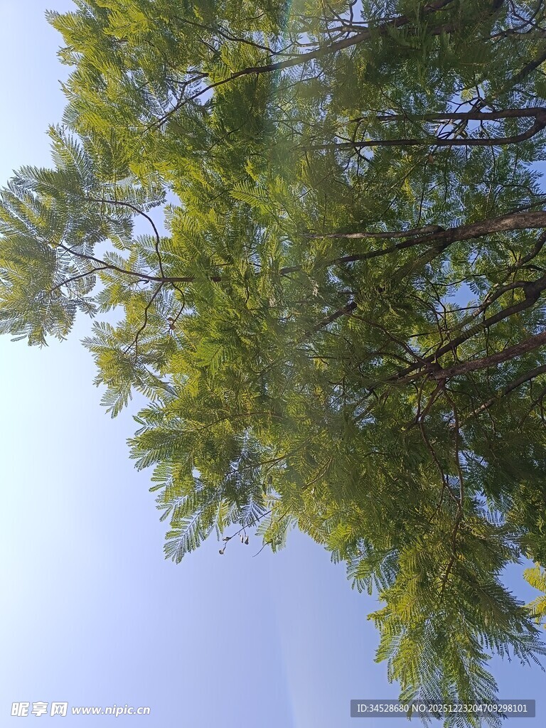 仰视葱郁树木枝叶