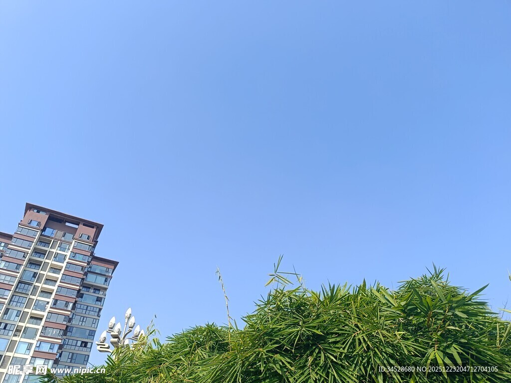 高楼旁的葱郁绿植