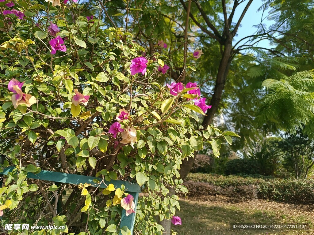 繁花盛开的绿植景观