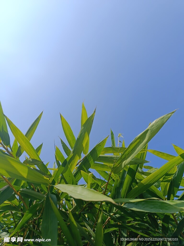 蓝天映衬下的翠绿竹叶