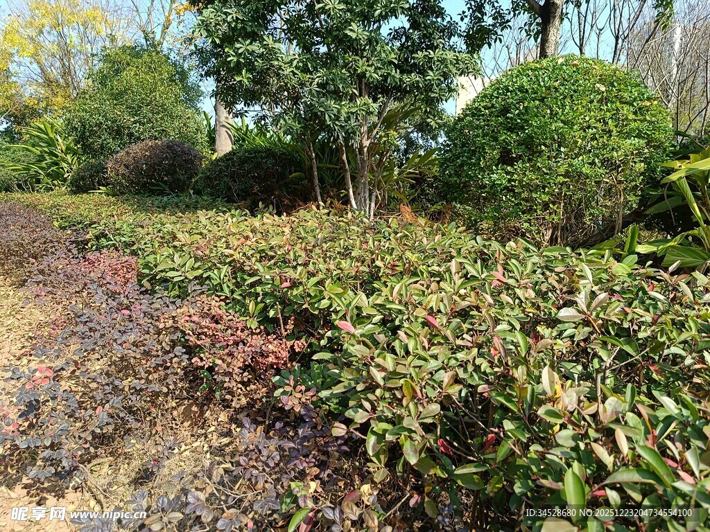 多彩绿植景观