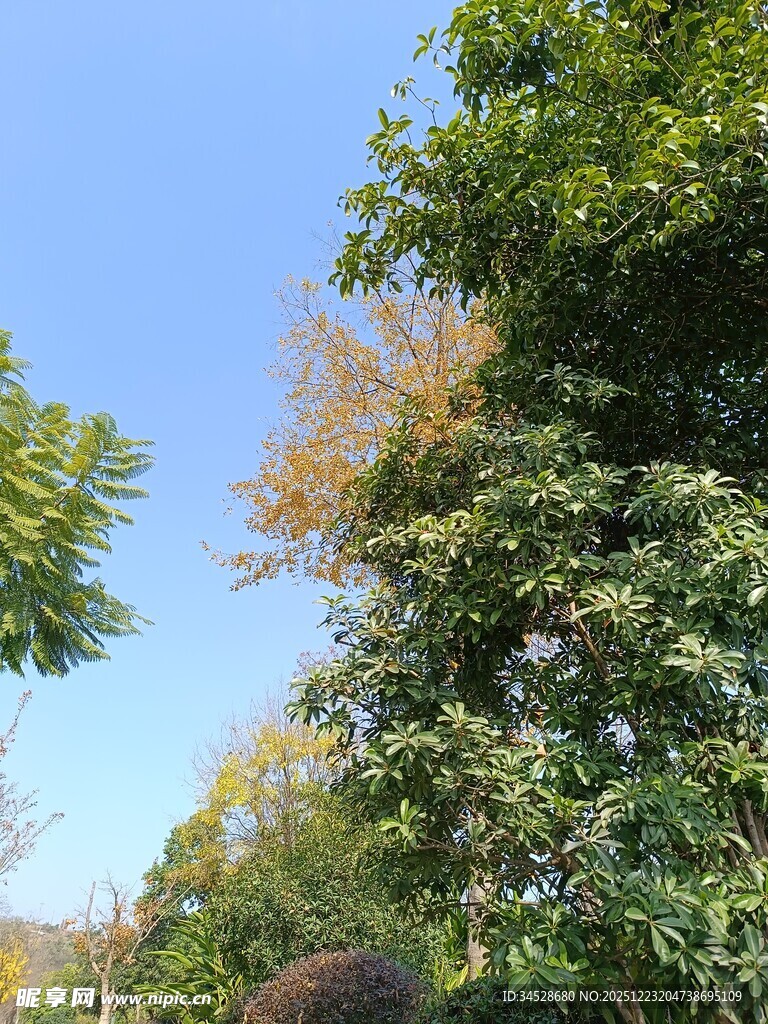 秋日绿树蓝天景致