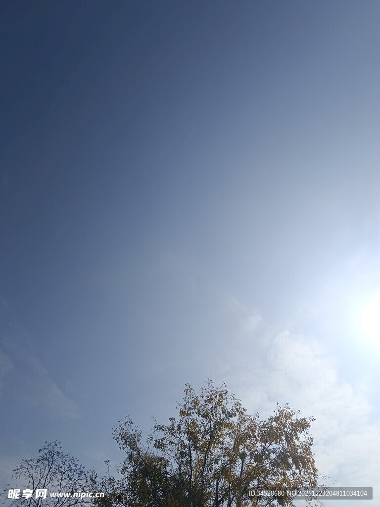 晴朗天空下的树木剪影