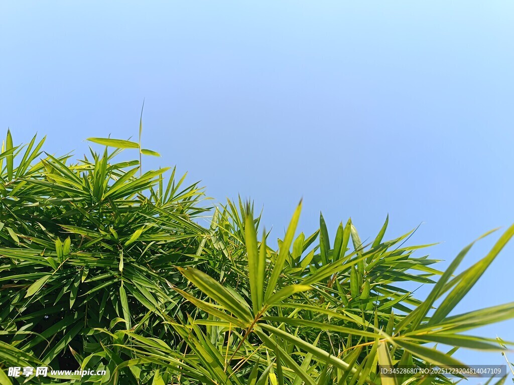 翠绿竹叶映衬蓝天