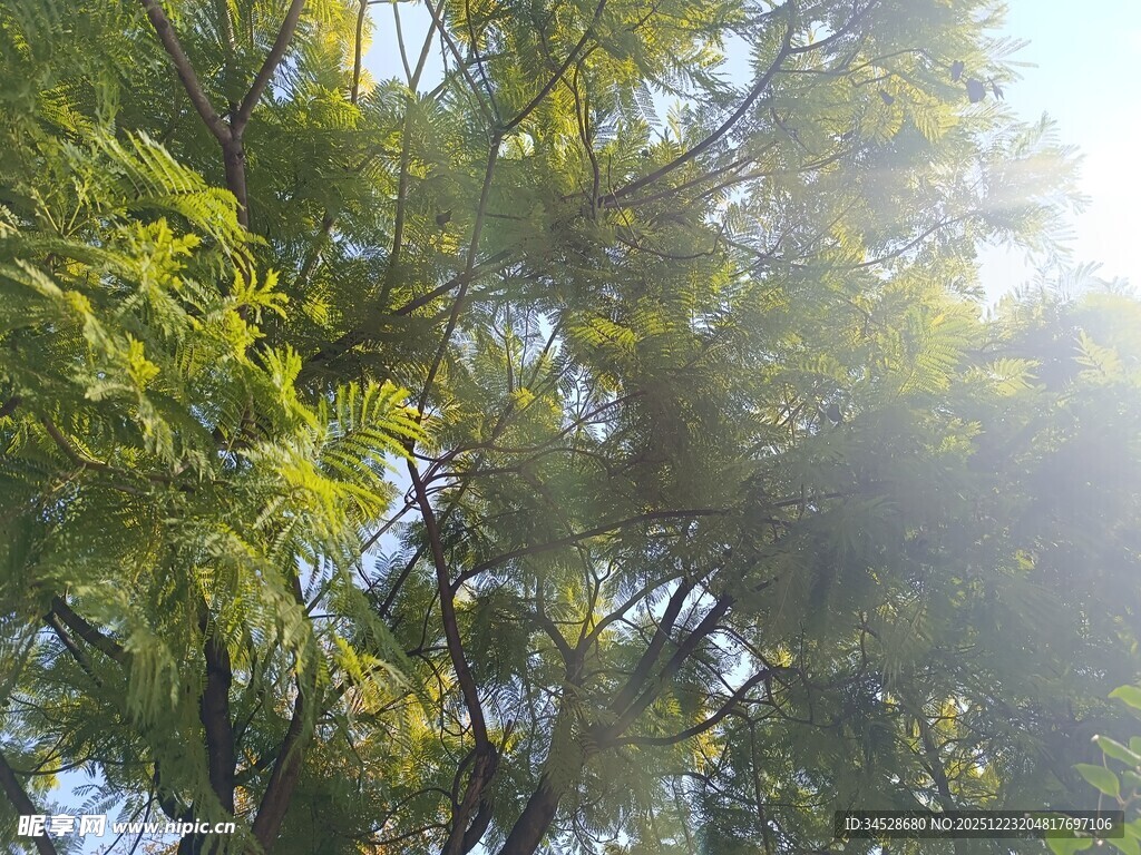 阳光透过树叶的清新景象