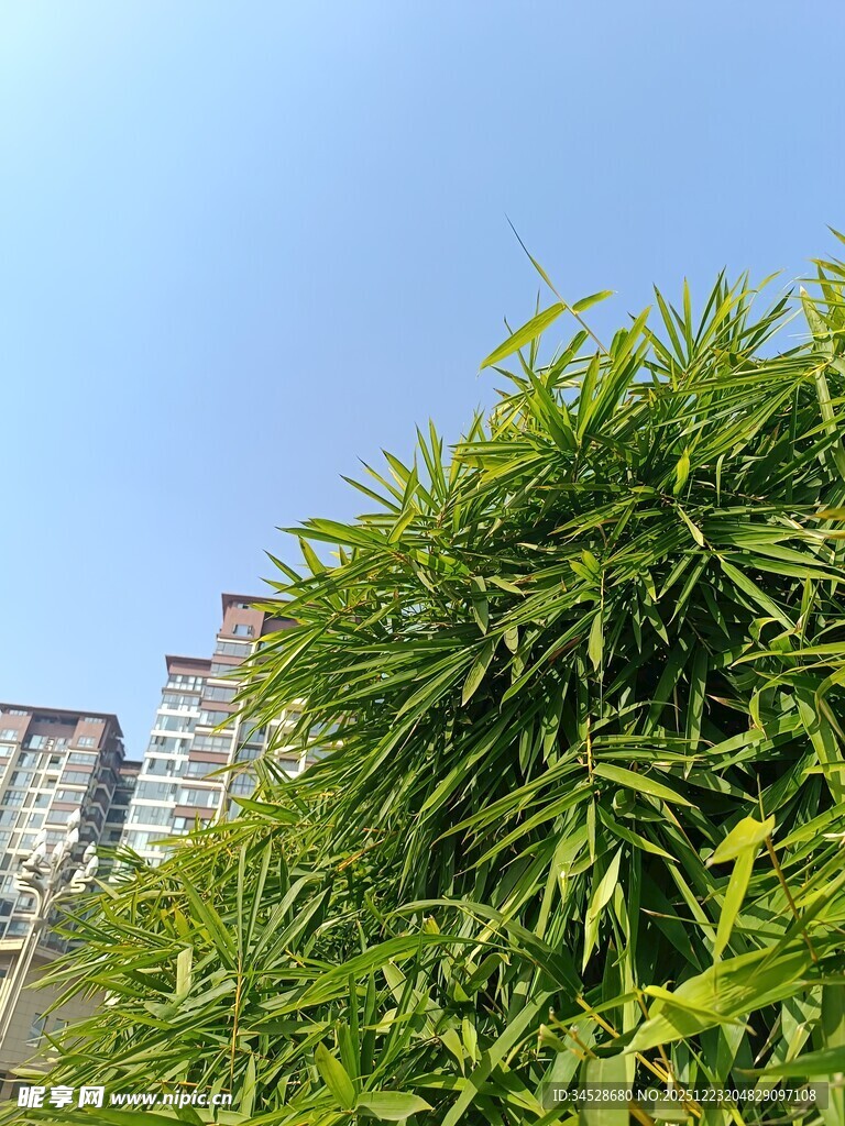 翠绿竹林与远处高楼