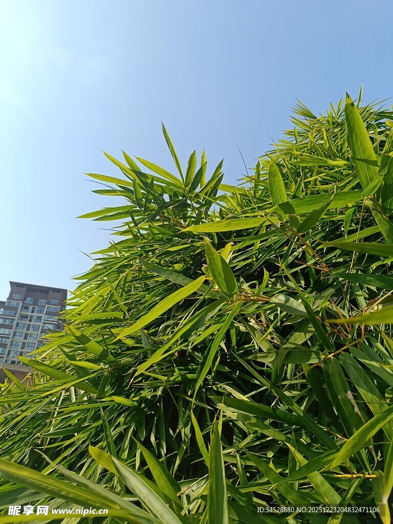 翠绿竹叶与蓝天相映成趣