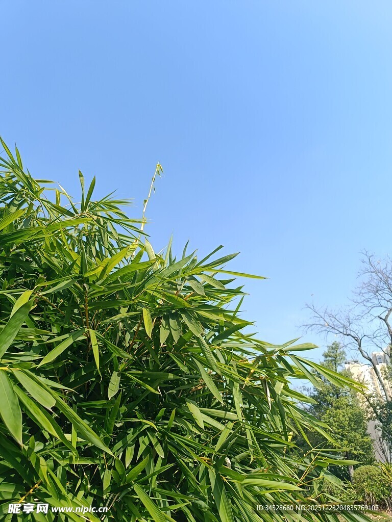 翠绿竹林与晴朗蓝天