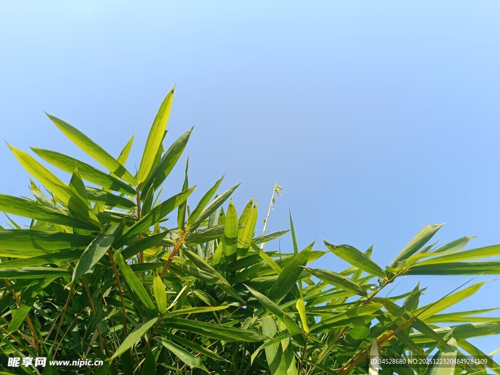 翠绿竹叶映衬蓝天