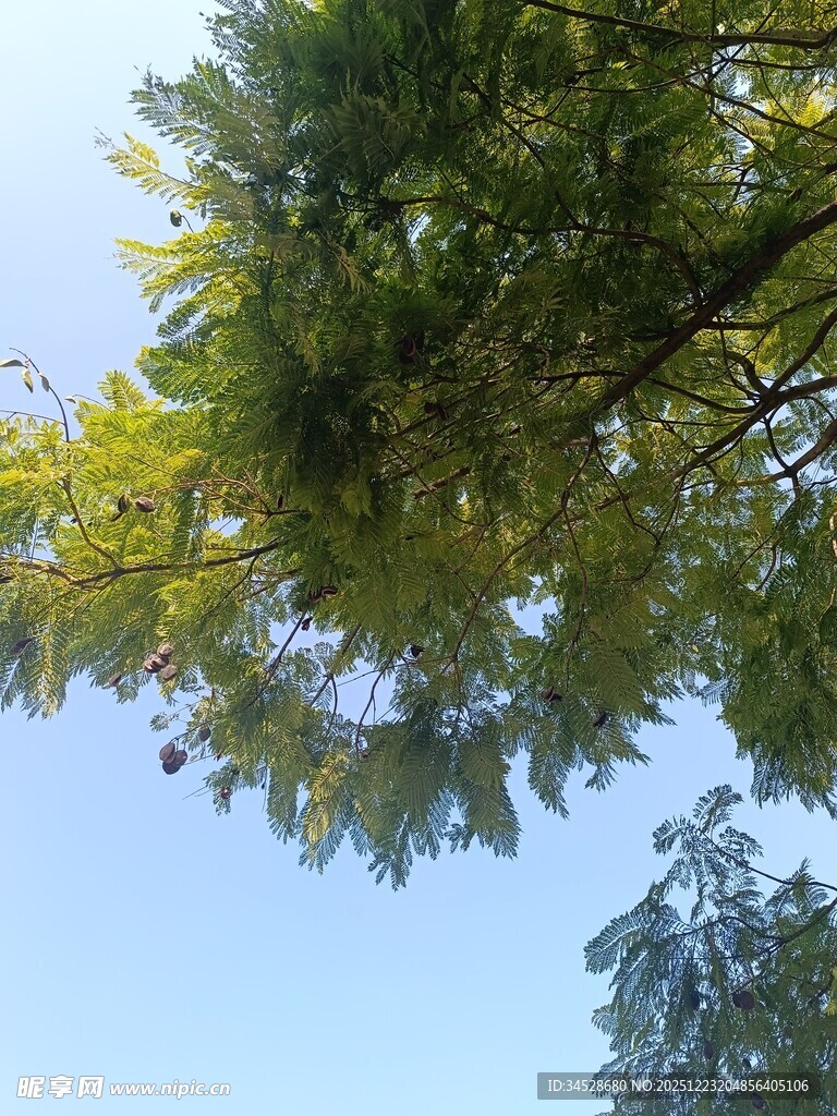 仰视葱郁树冠蓝天景象