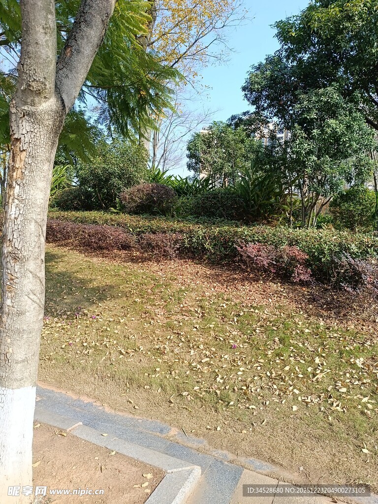 户外公园草地树木景致