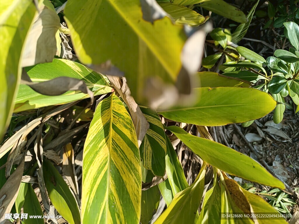 黄绿相间的植物叶片