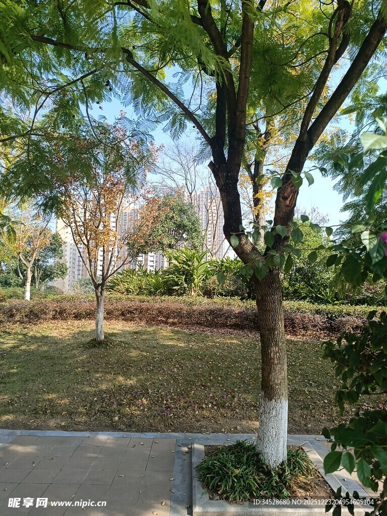 公园绿树成荫的景致