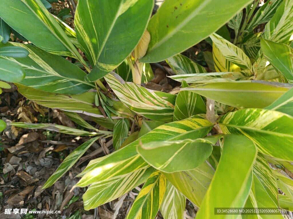 翠绿斑斓的观叶植物