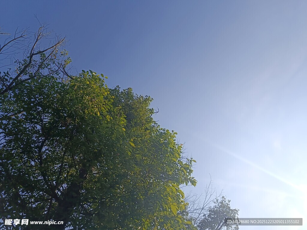 阳光下的绿树蓝天