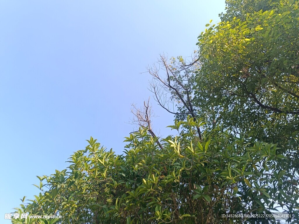 蓝天绿树的清新景致