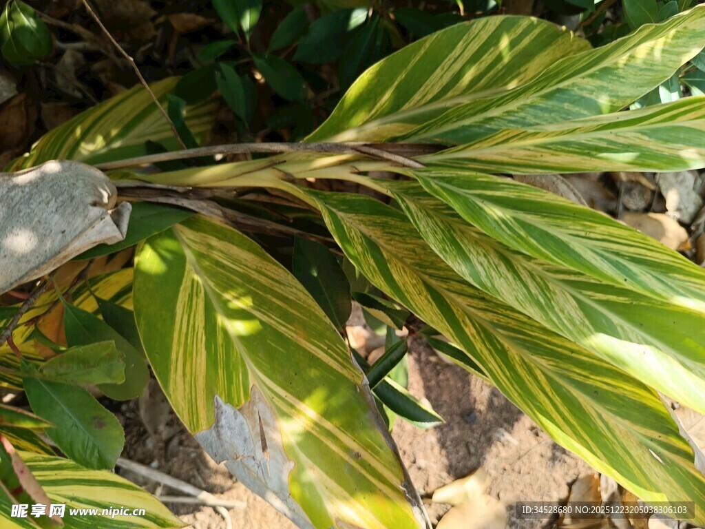 斑斓条纹叶片植物特写