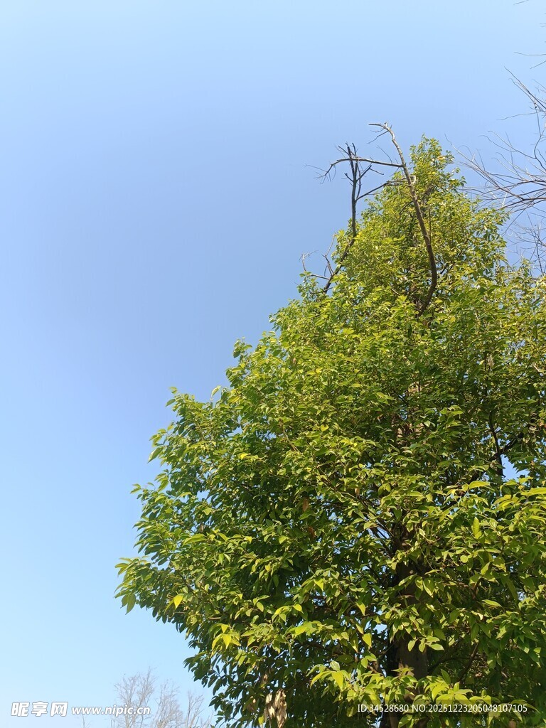 蓝天绿树间的生机景象