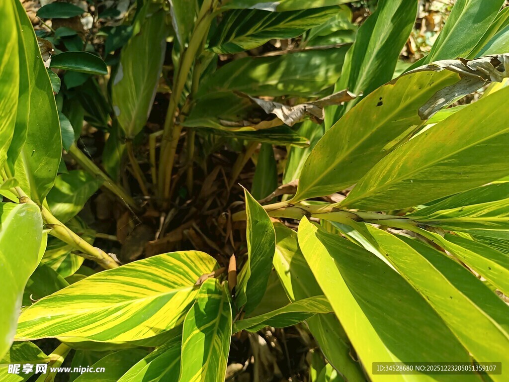 翠绿斑斓的热带植物叶片