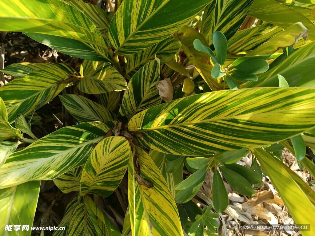 斑斓条纹叶片的绿植