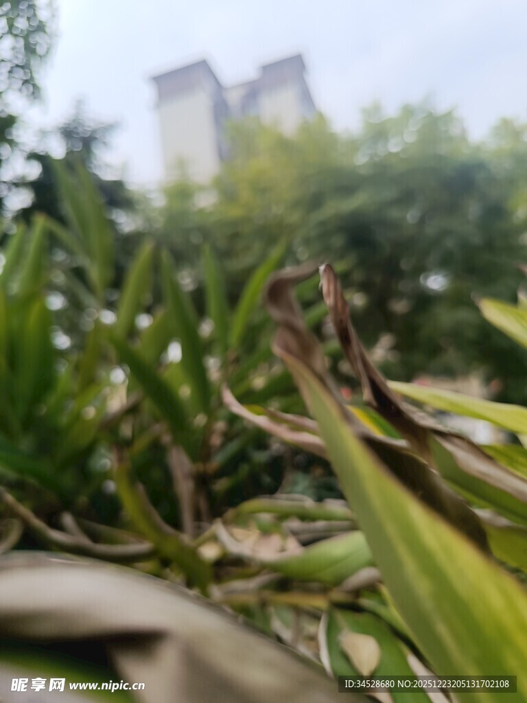 绿叶间的植物与远处高楼