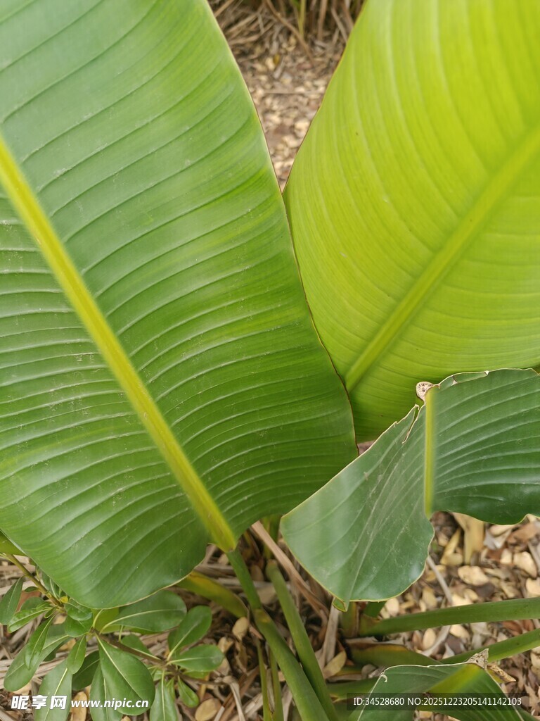 宽大翠绿的芭蕉叶