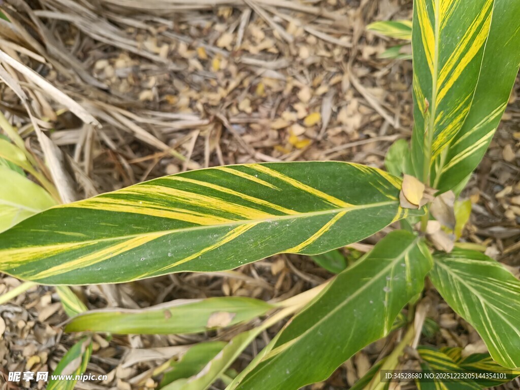 黄绿条纹叶片植物特写