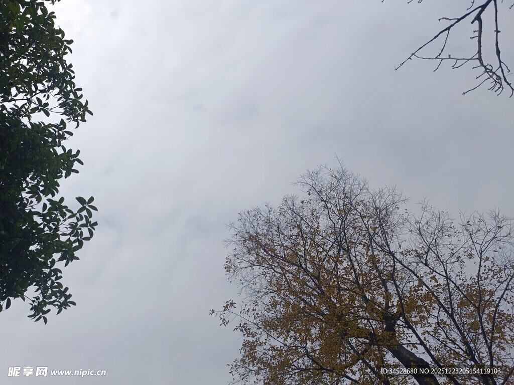 仰视天空中的树木景象