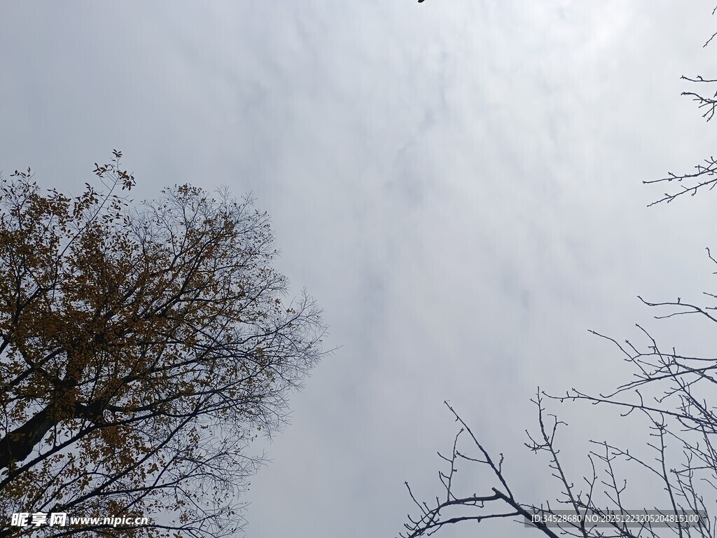 仰视天空中的树木景象