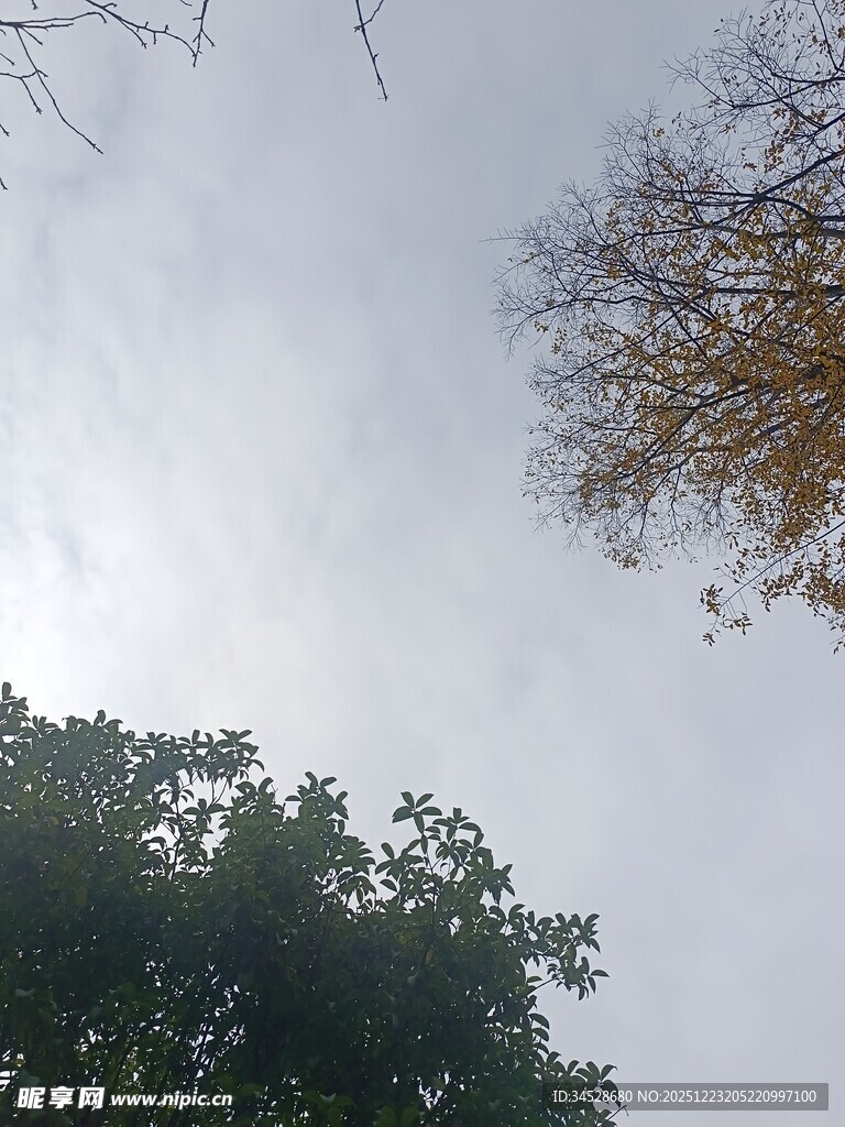 仰视天空中的树木景象