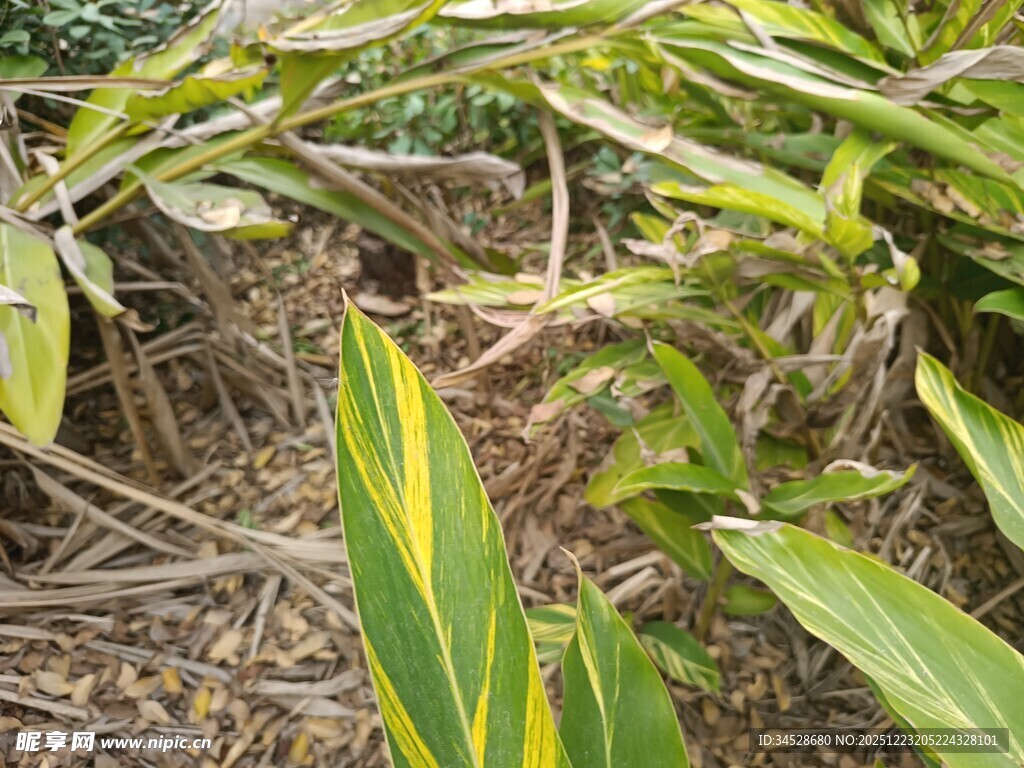 黄绿相间的植物叶片特写