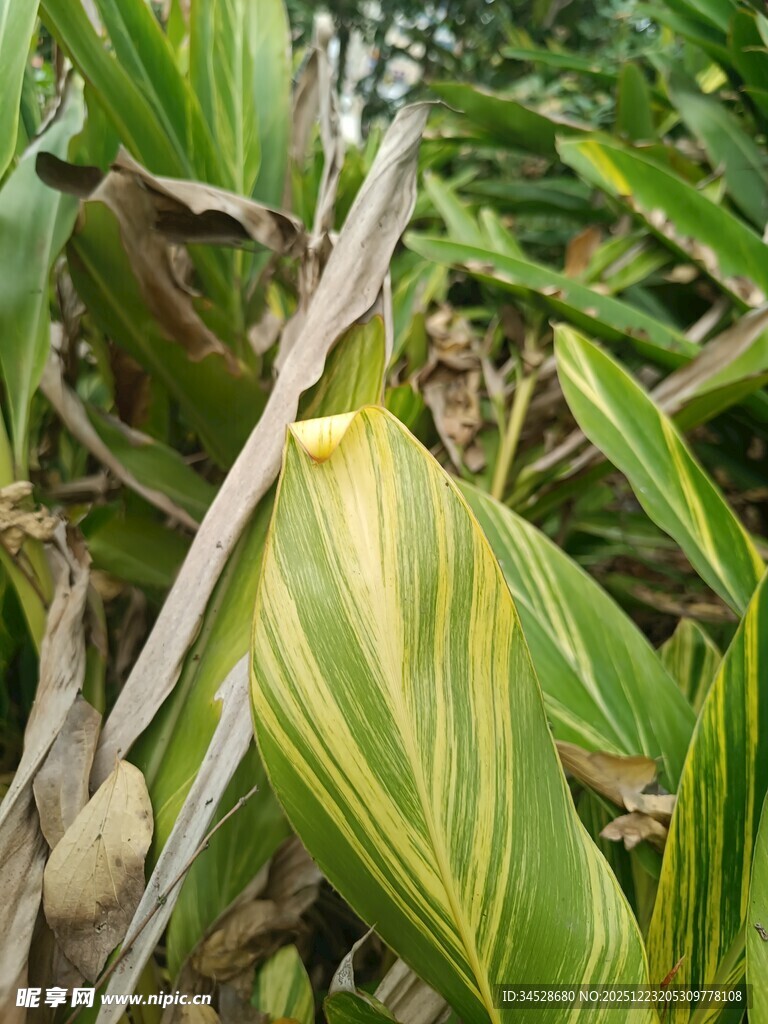 黄绿相间的独特叶片植物