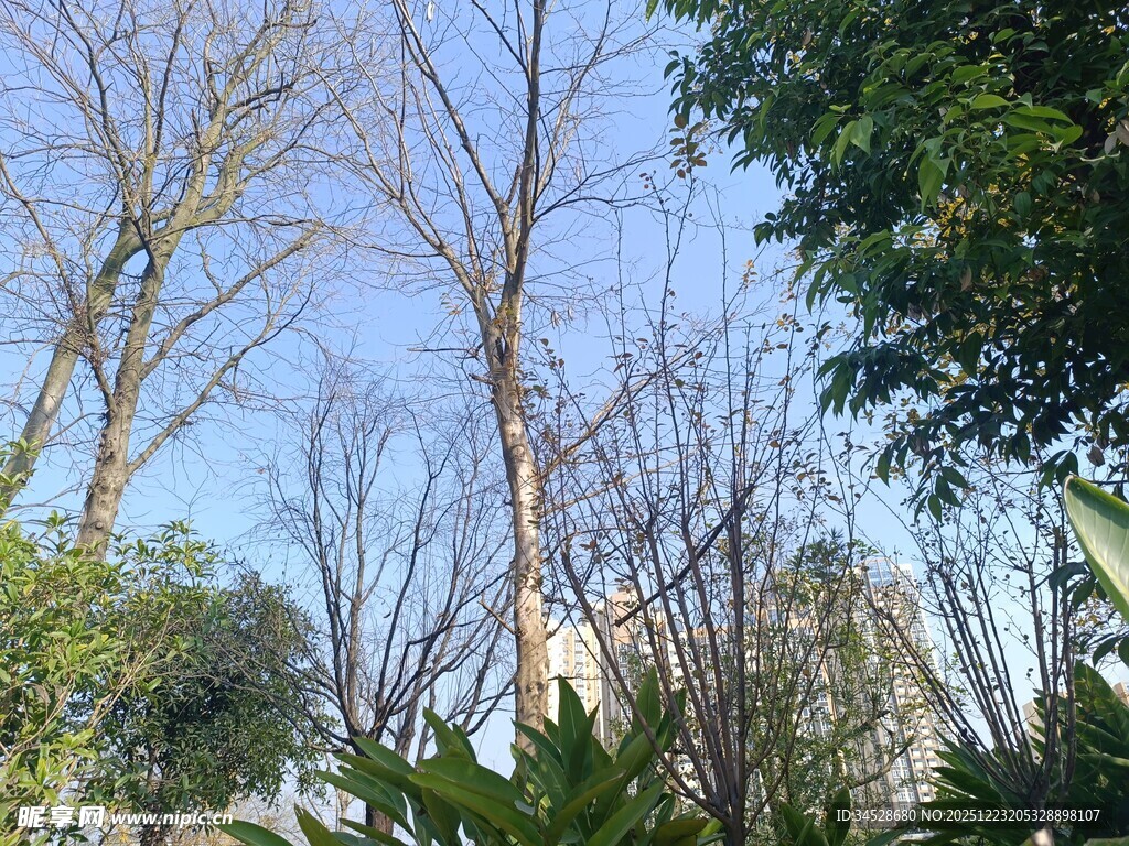 冬日枯树与葱郁绿树同框