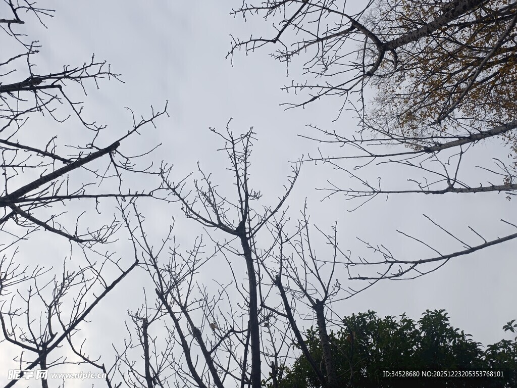仰视冬日光秃树枝景象