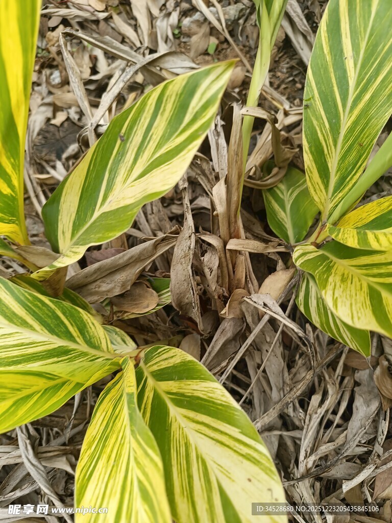 黄绿相间叶片植物特写