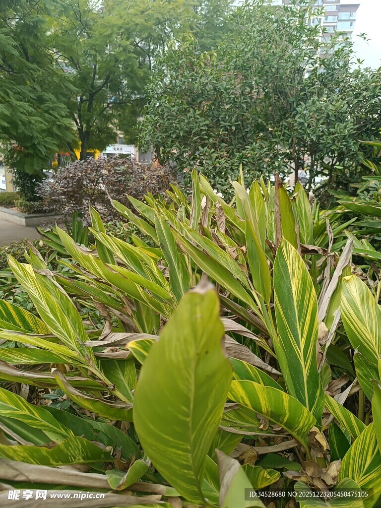 翠绿斑斓的植物叶片特写