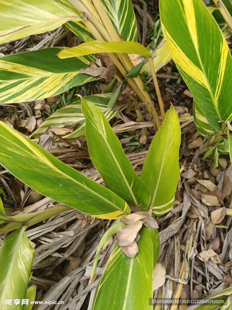 黄绿相间叶片的绿植